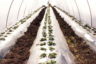 Cəlilabadda fermerlər çiyələk əkininə maraq göstərirlər