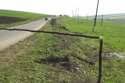 Cəlilabadda əkilən ağaclar kütləvi şəkildə məhv edilib