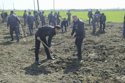 Masallıda ağacəkmə aksiyaları davam etdirilir