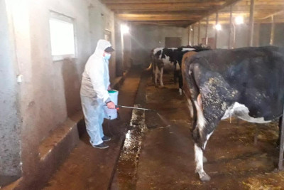 Masallıda heyvanların sağlam olmaları istiqamətində tədbirlər görülüb
