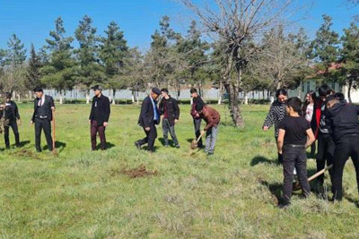 Masallıda ağacəkmə aksiyası davam edir
