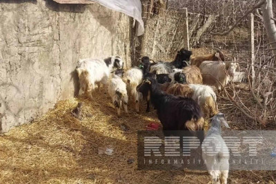 Cəlilabad sakini ona verilən keçilərin xəstə olduğunu iddia edib