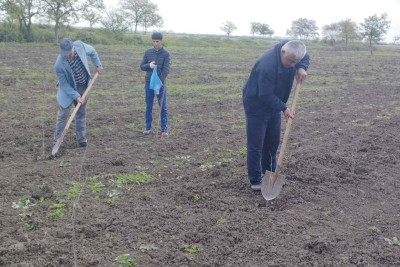 Masallıda suvarma işləri həyata keçirilib