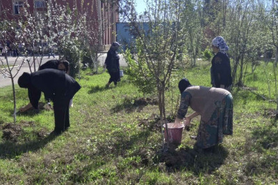 Masallıda iməcilik təşkil olunub