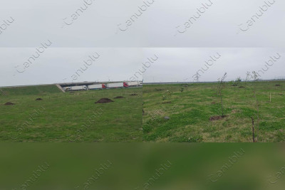 Ərçivan qəsəbəsində ağacəkmə aksiyası keçirilir