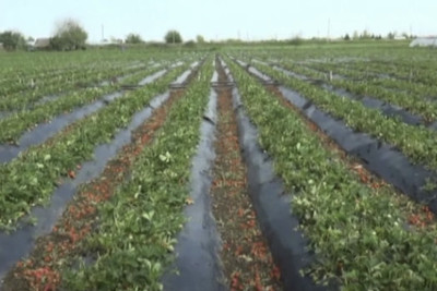 Cəlilabadda yağan dolu çiyələk sahələrini məhv edib