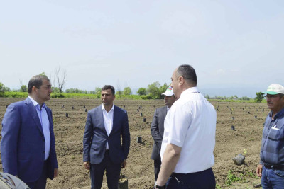 Astara icra başçısı Qəzənfər Ağayev yeni salınmış sitrus meyvə bağında olub