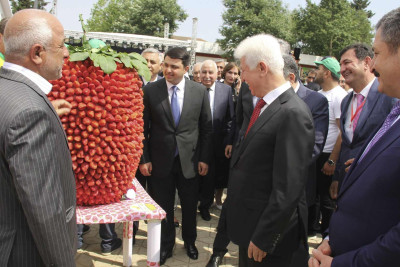 Cəlilabadda Çiyələk festivalı başlayıb