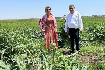 Cəlilabadda ənginar yetişdiyini bilirdinizmi?
