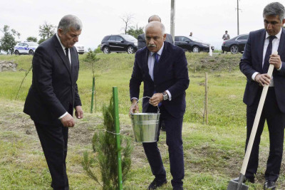 Masallıda ağacəkmə aksiyası baş tutub