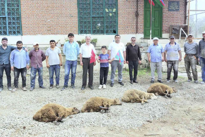 Masallıda Ərdoğanın qalibiyyəti münasibətilə qurbanlar kəsilib