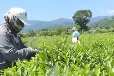 Lənkəranda çay yığımı başlayıb
