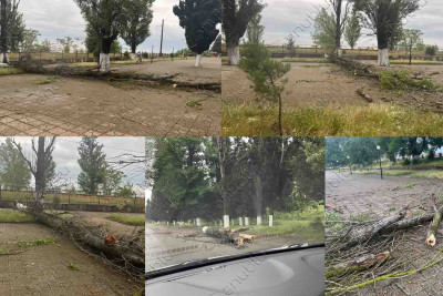 Lənkəranda yerləşən “Sahil” parkında ağaclar aşıb