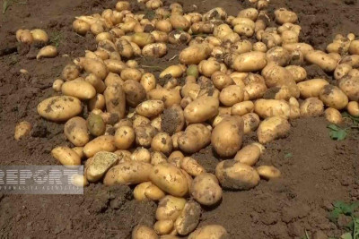 Cəlilabadda kartofun qiyməti kəskin şəkildə ucuzlaşıb