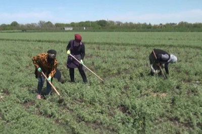 Cəlilabadda paxlalı bitkilər istehsalı pik həddə çatıb