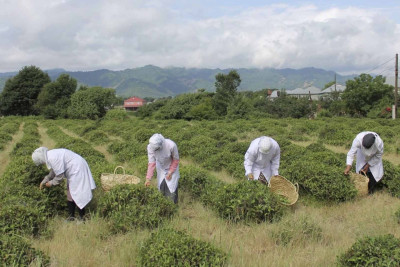 Masallıda 12 tona yaxın yaşıl çay yığılıb
