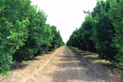 Separadi kəndində 11 milyonluq bağ yaradılıb