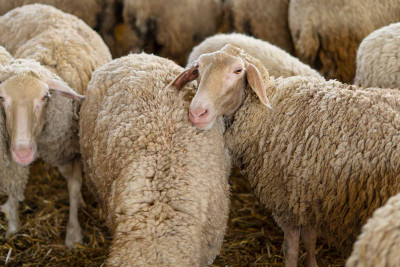 Qurban bayramında xüsusi satış və kəsim yerləri açılacaq