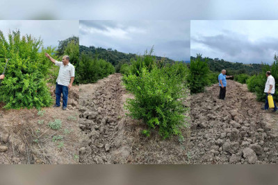 Cəlilabad meşəbəyliyində aqrotexniki qulluq işləri görülüb