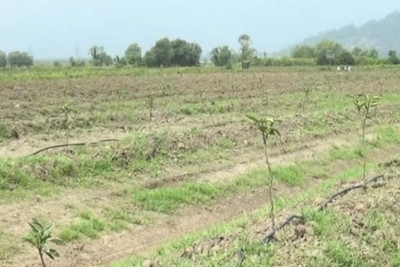 Astaranın Şahağac kənd ərazisində sitrus bağı salınıb