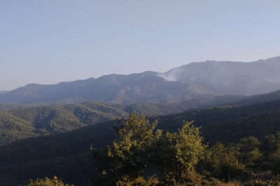 Cəlilabadda meşədə yanğın törədən şəxs müəyyən edilib