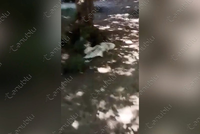 Daha bir izləyicimiz təbiətə biganə yanaşanlara müraciət edib