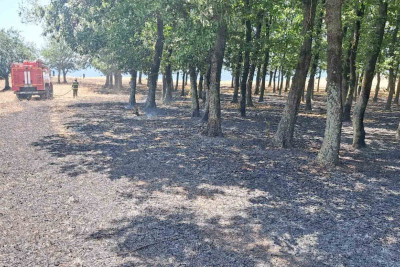 Masallıda meşə massivində yanğın baş verib