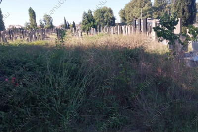 Lənkəran kəndinin qəbiristanlığında ilanlar cövlan edir