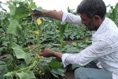 Cəlilabadda tərəvəz məhsullarının yığımı davam edir