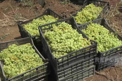 Cəlilabad rayonunda üzümün satış qiyməti aşağı düşüb