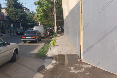 Lənkəranın mərkəzində qanunsuz kəsilmiş ağacların yerinə yeniləri əkilib