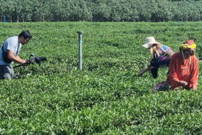 Lənkəranda "Nilado Green" çay plantasiyasında çəkiliş baş tutub