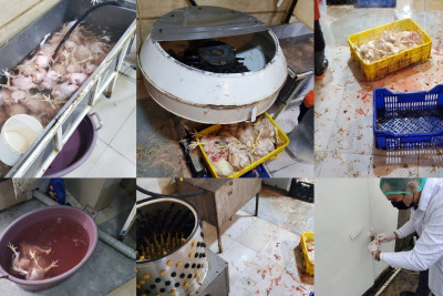 AQTA Lənkəranda yerləşən toyuq kəsimi müəssisəsində nöqsanlar aşkarlayıb