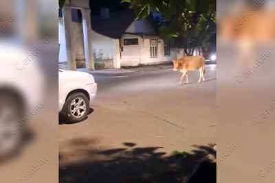 Lənkəranın mərkəzində sahibsiz inəklər qəza şəraiti yaradıblar