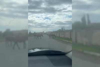 Lənkəranda dolaşan atlar yollarda təhlükə yaradır