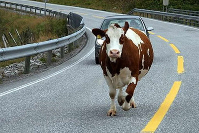 Cəlilabadda avtomobil inəyi vurub