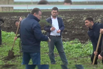 Cəlilabadda ağacəkmə aksiyası baş tutub