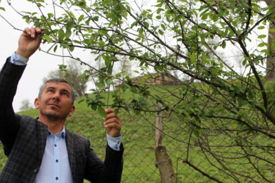 Cəlilabadda qeyri-adi təbiət hadisəsi: alça ağacı bar verib