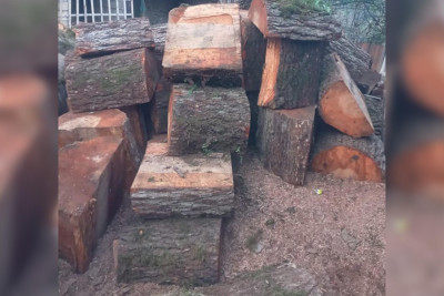 Lənkəranın Qurumba kəndində qanunsuz meşə materialları aşkarlanıb