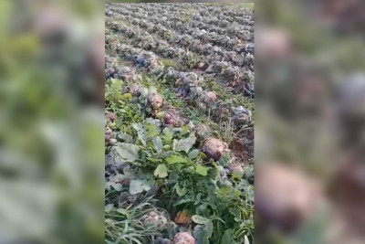 Masallıda fermer 14 min ziyana uğrayıb
