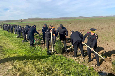 Cəlilabadda ağacəkmə aksiyası baş tutub