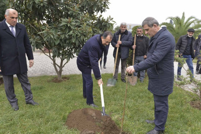 Lənkəranda ağacəkmə aksiyası təşkil edilib