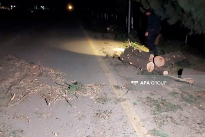 Lənkəranda güclü küləyin fəsadları: ağac təcili tibbi yardım avtomobilinin üzərinə aşıb