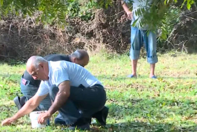 Dadı və faydalılığı ilə seçilən pekan qozunun Lənkəranda yığımına start verilib