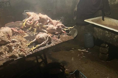 Masallıda toyuq kəsimi məntəqəsi cərimələnib