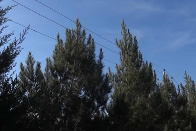 Masallıda budanmayan ağaclar elektrik naqillərinə toxunmaqla təhlükə yaradır