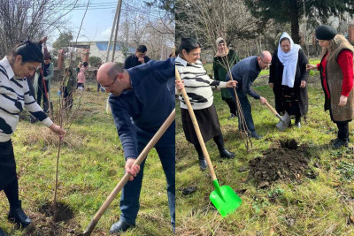 Masallıda ağacəkmə aksiyası baş tutub