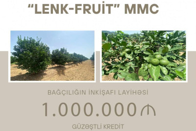 Lənkəranda sitrus meyvələrinin yetişdirilməsi üçün 1 milyon manat kredit ayrılıb