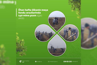 Bir həftə ərzində meşə fondu ərazilərində 140 minə yaxın ağac əkilib