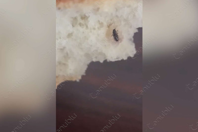 Lənkəranın Sütəmurdov kənd sakini çörəyin içindən həşərat çıxdığını iddia edib